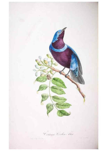 Reproducción/Reproduction 20740716645: Oiseaux brillans du Brésil.. Paris,1834.