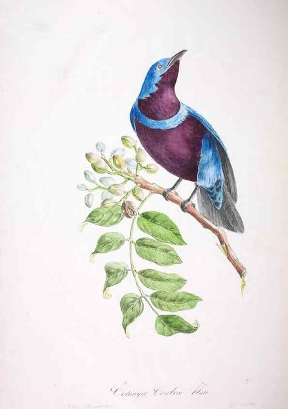 Reproducción/Reproduction 20740716645: Oiseaux brillans du Brésil.. Paris,1834.