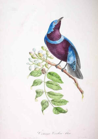 Reproducción/Reproduction 20740716645: Oiseaux brillans du Brésil.. Paris,1834.