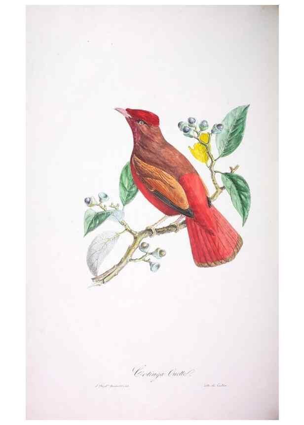 Reproducción/Reproduction 20552723138: Oiseaux brillans du Brésil.. Paris,1834.