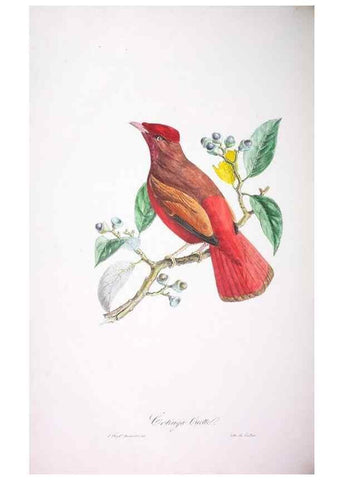 Reproducción/Reproduction 20552723138: Oiseaux brillans du Brésil.. Paris,1834.