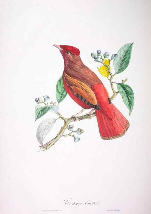 Reproducción/Reproduction 20552723138: Oiseaux brillans du Brésil.. Paris,1834.