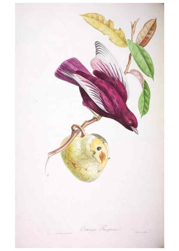 Reproducción/Reproduction 20553968169: Oiseaux brillans du Brésil.. Paris,1834.