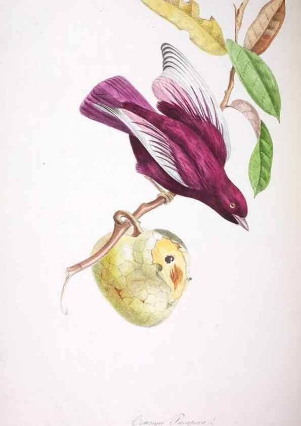 Reproducción/Reproduction 20553968169: Oiseaux brillans du Brésil.. Paris,1834.