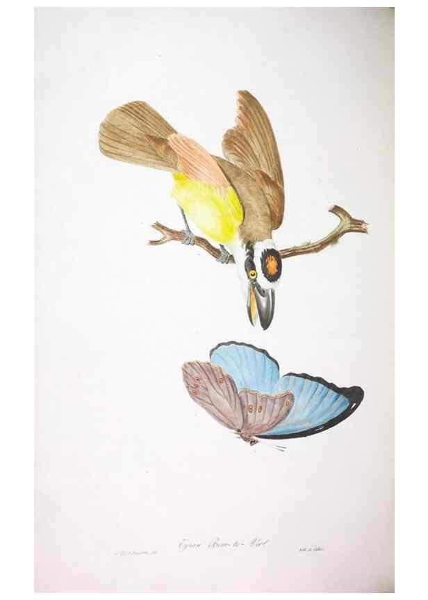 Reproducción/Reproduction 20552729368: Oiseaux brillans du Brésil.. Paris,1834.