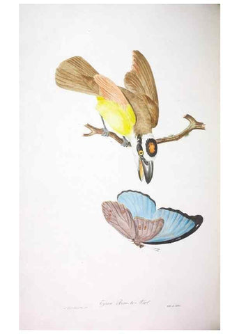 Reproducción/Reproduction 20552729368: Oiseaux brillans du Brésil.. Paris,1834.