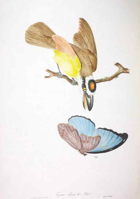 Reproducción/Reproduction 20552729368: Oiseaux brillans du Brésil.. Paris,1834.