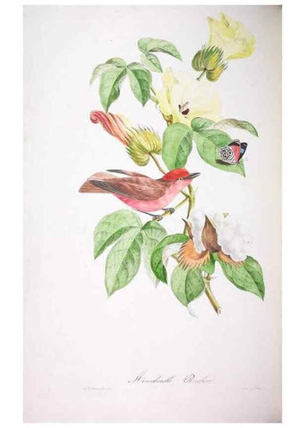 Reproducción/Reproduction 20740730325: Oiseaux brillans du Brésil.. Paris,1834.