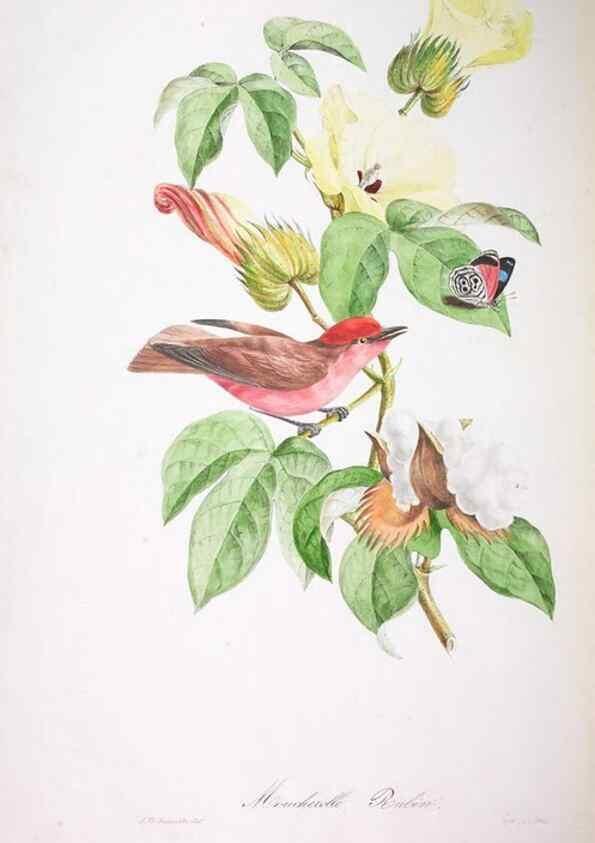 Reproducción/Reproduction 20740730325: Oiseaux brillans du Brésil.. Paris,1834.
