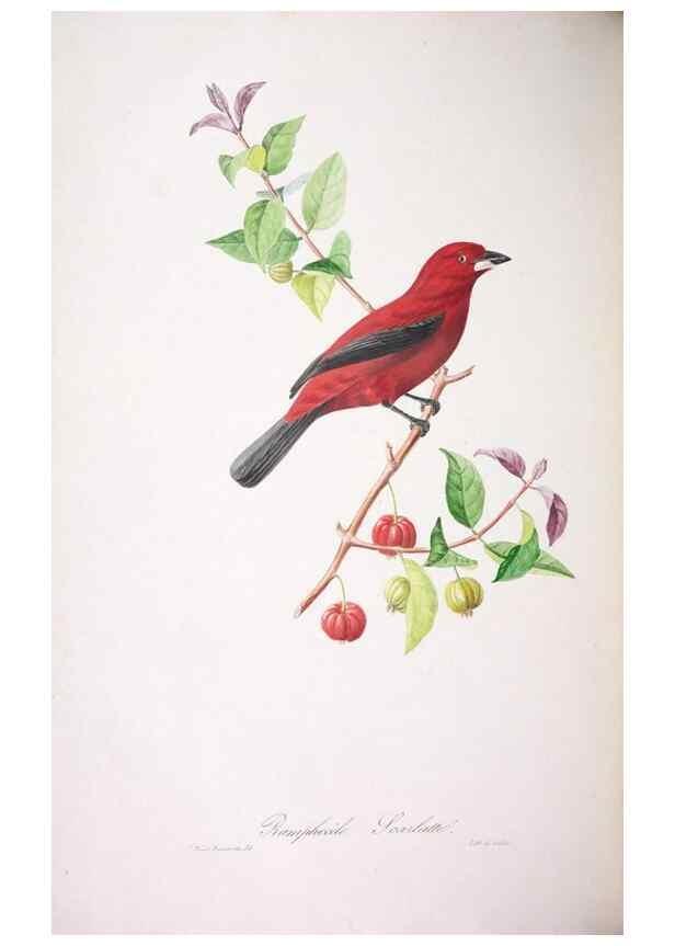Reproducción/Reproduction 20731413372: Oiseaux brillans du Brésil.. Paris,1834.