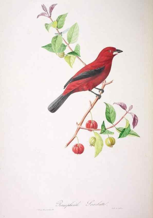 Reproducción/Reproduction 20731413372: Oiseaux brillans du Brésil.. Paris,1834.