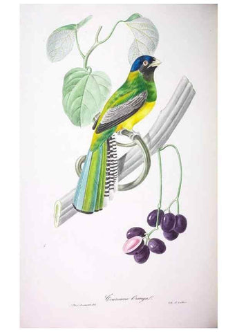 Reproducción/Reproduction 20740681225: Oiseaux brillans du Brésil.. Paris,1834.