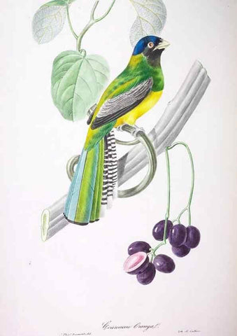 Reproducción/Reproduction 20740681225: Oiseaux brillans du Brésil.. Paris,1834.