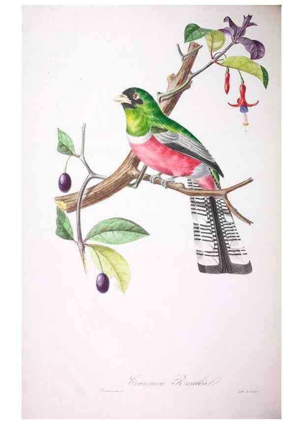 Reproducción/Reproduction 20740677875: Oiseaux brillans du Brésil.. Paris,1834.