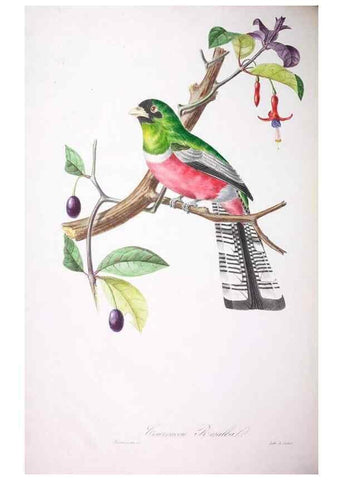 Reproducción/Reproduction 20740677875: Oiseaux brillans du Brésil.. Paris,1834.