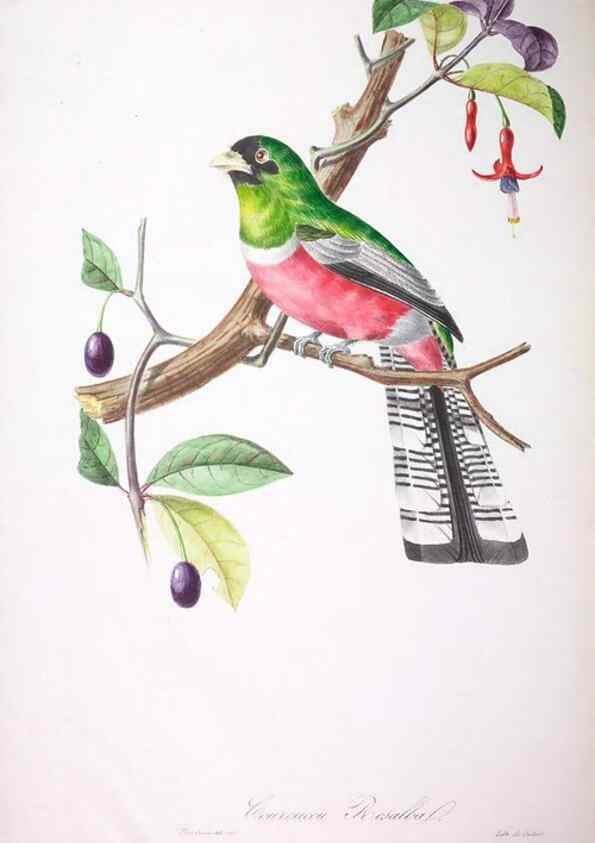 Reproducción/Reproduction 20740677875: Oiseaux brillans du Brésil.. Paris,1834.