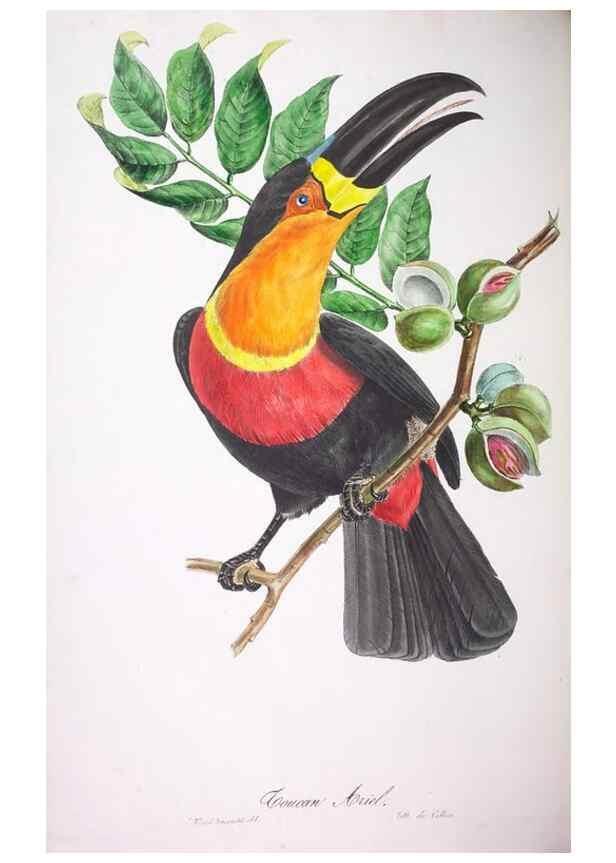 Reproducción/Reproduction 20552687670: Oiseaux brillans du Brésil.. Paris,1834.