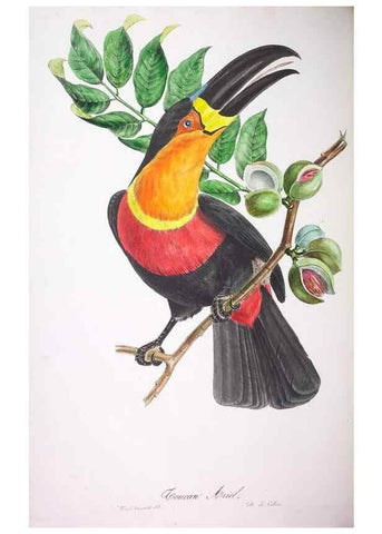Reproducción/Reproduction 20552687670: Oiseaux brillans du Brésil.. Paris,1834.