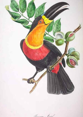 Reproducción/Reproduction 20552687670: Oiseaux brillans du Brésil.. Paris,1834.