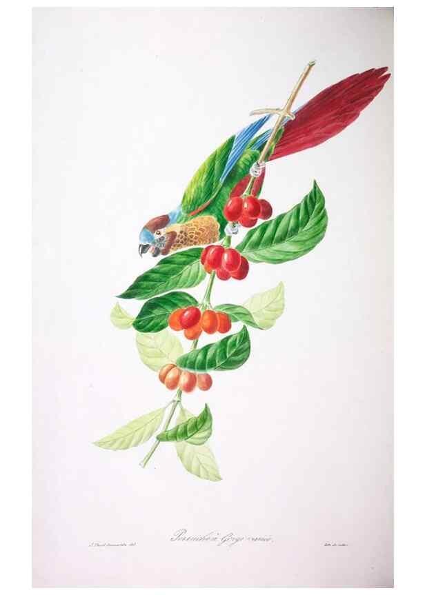 Reproducción/Reproduction 20740660645: Oiseaux brillans du Brésil.. Paris,1834.