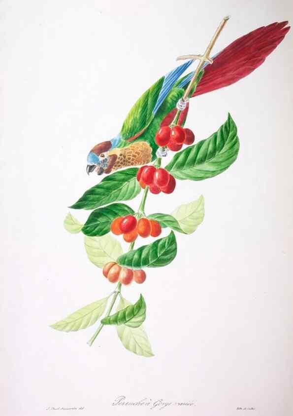 Reproducción/Reproduction 20740660645: Oiseaux brillans du Brésil.. Paris,1834.