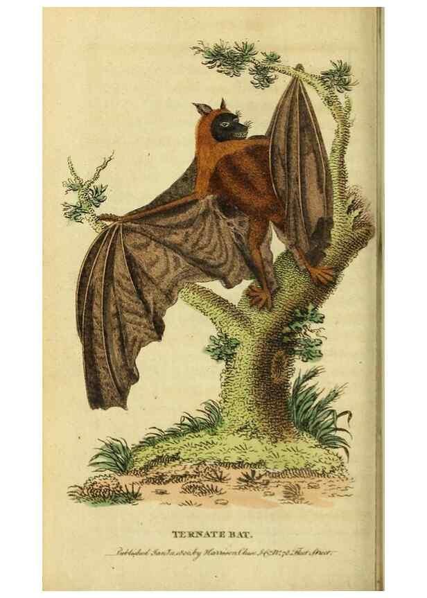 Reproducción/Reproduction 20151397225: The Naturalist's Pocket Magazine or compleat cabinet of the curiosities and beauties of nature.. London.