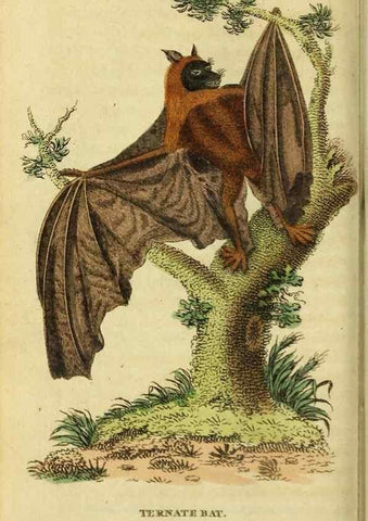 Reproducción/Reproduction 20151397225: The Naturalist's Pocket Magazine or compleat cabinet of the curiosities and beauties of nature.. London.