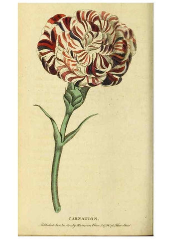 Reproducción/Reproduction 20143342562: The Naturalist's Pocket Magazine or compleat cabinet of the curiosities and beauties of nature.. London.