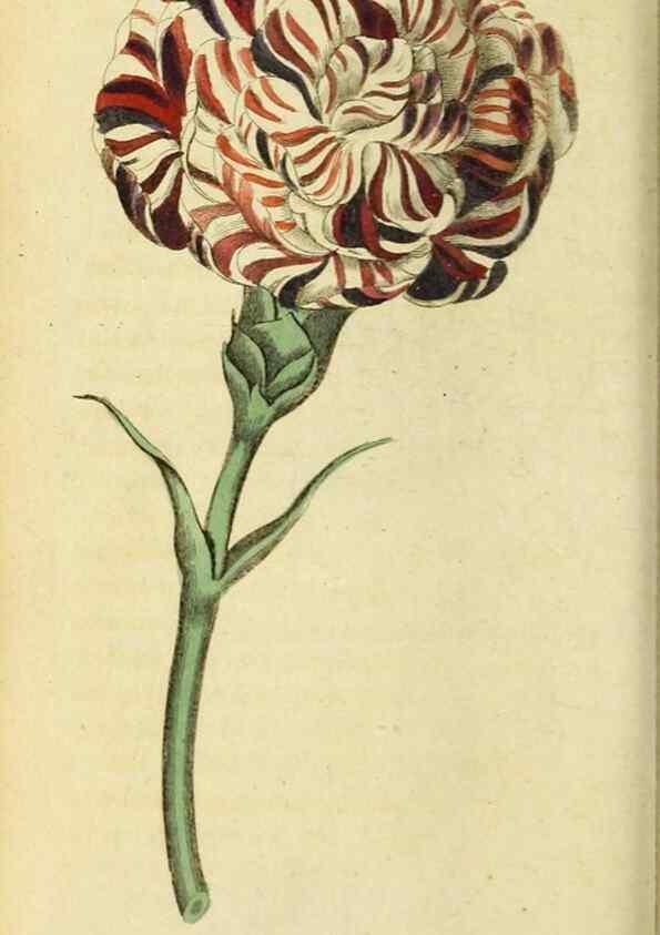 Reproducción/Reproduction 20143342562: The Naturalist's Pocket Magazine or compleat cabinet of the curiosities and beauties of nature.. London.