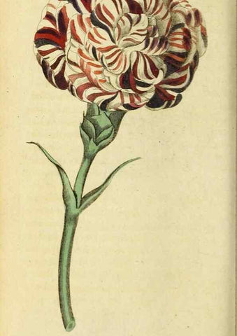 Reproducción/Reproduction 20143342562: The Naturalist's Pocket Magazine or compleat cabinet of the curiosities and beauties of nature.. London.