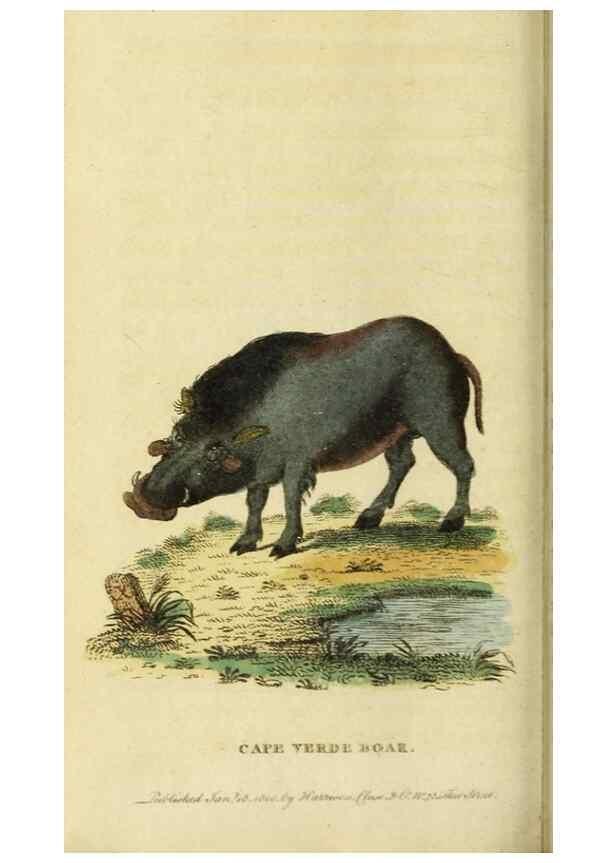 Reproducción/Reproduction 19530436443: The Naturalist's Pocket Magazine or compleat cabinet of the curiosities and beauties of nature.. London.