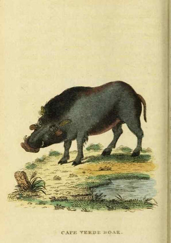 Reproducción/Reproduction 19530436443: The Naturalist's Pocket Magazine or compleat cabinet of the curiosities and beauties of nature.. London.