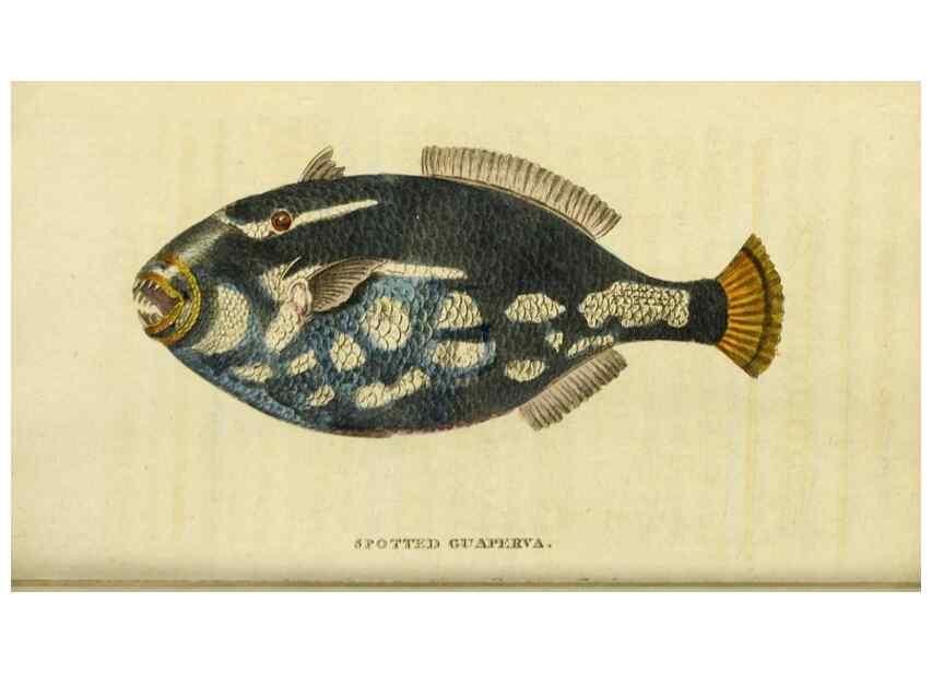 Reproducción/Reproduction 20143354782: The Naturalist's Pocket Magazine or compleat cabinet of the curiosities and beauties of nature.. London.