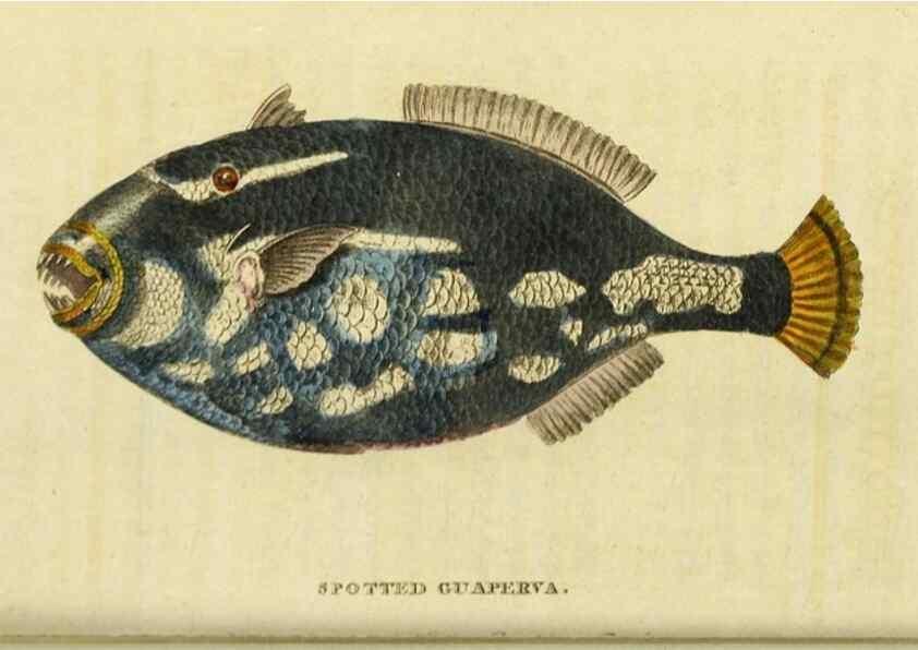 Reproducción/Reproduction 20143354782: The Naturalist's Pocket Magazine or compleat cabinet of the curiosities and beauties of nature.. London.