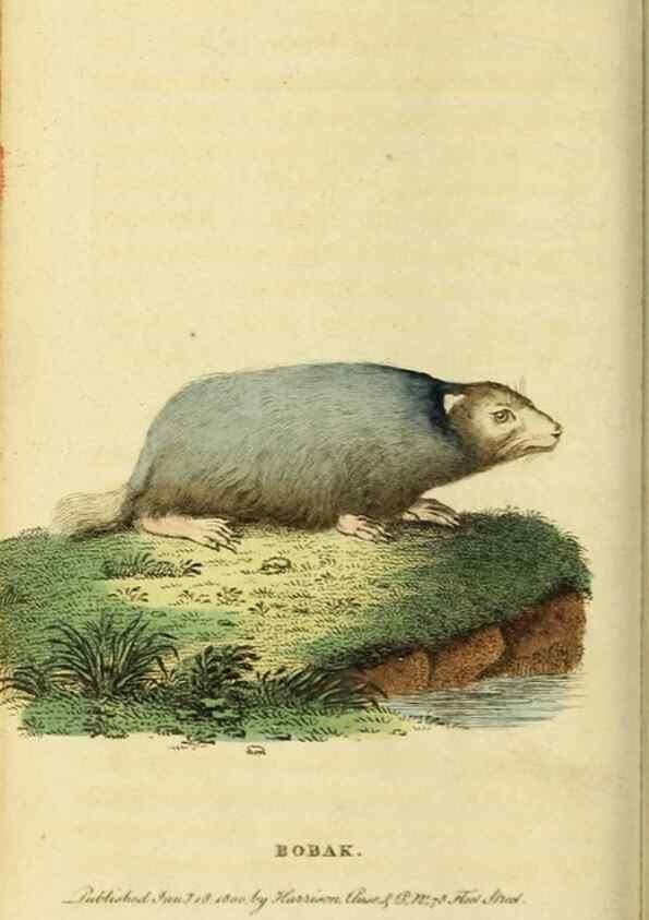 Reproducción/Reproduction 20156998041: The Naturalist's Pocket Magazine or compleat cabinet of the curiosities and beauties of nature.. London.