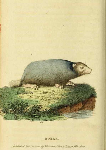 Reproducción/Reproduction 20156998041: The Naturalist's Pocket Magazine or compleat cabinet of the curiosities and beauties of nature.. London.