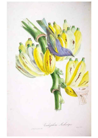 Reproducción/Reproduction 20552741978: Oiseaux brillans du Brésil.. Paris,1834.