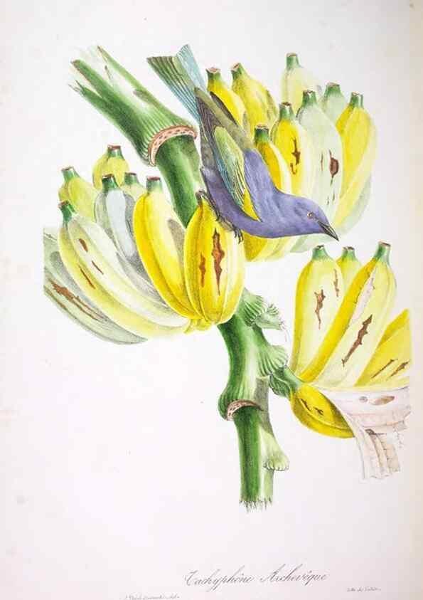 Reproducción/Reproduction 20552741978: Oiseaux brillans du Brésil.. Paris,1834.