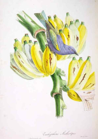 Reproducción/Reproduction 20552741978: Oiseaux brillans du Brésil.. Paris,1834.