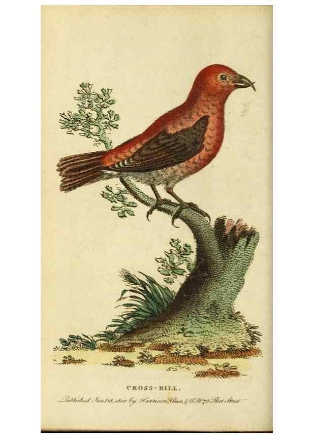 Reproducción/Reproduction 19963353048: The Naturalist's Pocket Magazine or compleat cabinet of the curiosities and beauties of nature.. London.