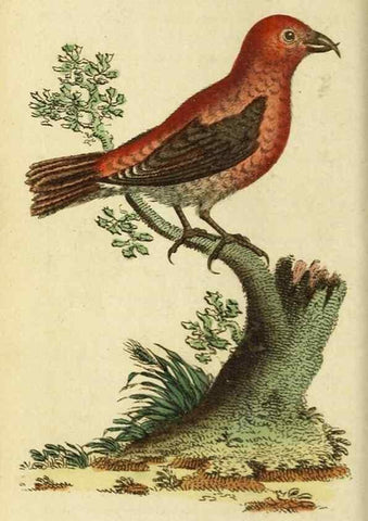 Reproducción/Reproduction 19963353048: The Naturalist's Pocket Magazine or compleat cabinet of the curiosities and beauties of nature.. London.