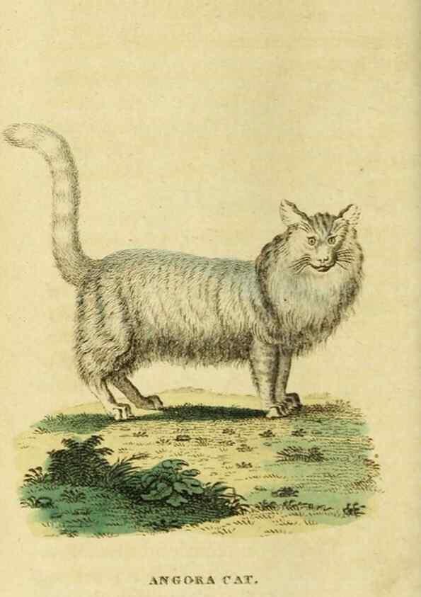 Reproducción/Reproduction 20125173866: The Naturalist's Pocket Magazine or compleat cabinet of the curiosities and beauties of nature.. London.