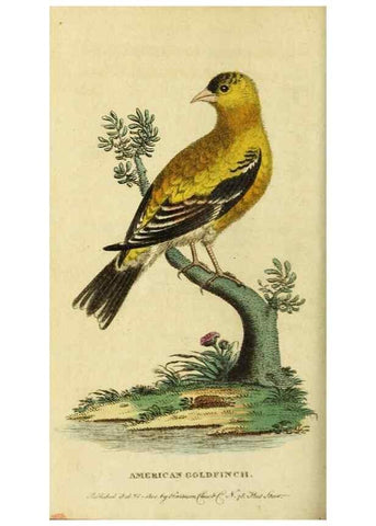 Reproducción/Reproduction 20125178216: The Naturalist's Pocket Magazine or compleat cabinet of the curiosities and beauties of nature.. London.