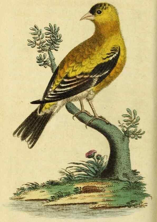Reproducción/Reproduction 20125178216: The Naturalist's Pocket Magazine or compleat cabinet of the curiosities and beauties of nature.. London.