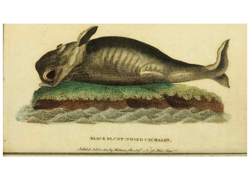 Reproducción/Reproduction 19964772909: The Naturalist's Pocket Magazine or compleat cabinet of the curiosities and beauties of nature.. London.