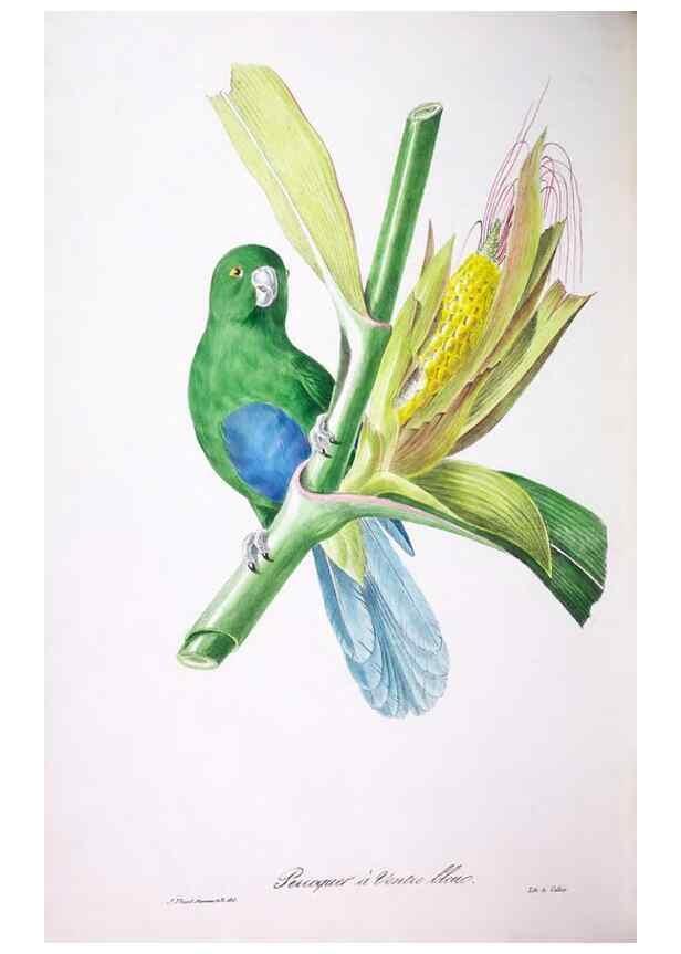 Reproducción/Reproduction 20118041314: Oiseaux brillans du Brésil.. Paris,1834.