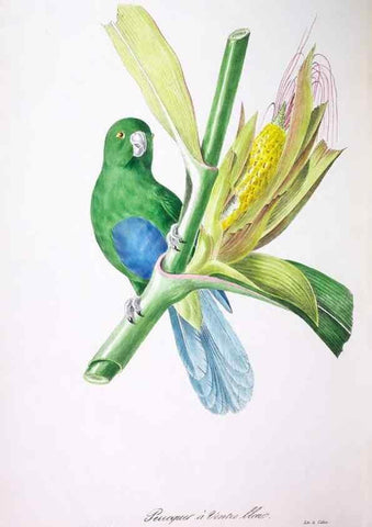 Reproducción/Reproduction 20118041314: Oiseaux brillans du Brésil.. Paris,1834.