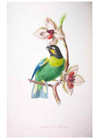 Reproducción/Reproduction 20553889739: Oiseaux brillans du Brésil.. Paris,1834.