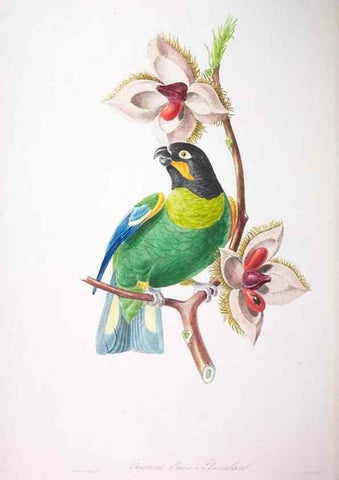 Reproducción/Reproduction 20553889739: Oiseaux brillans du Brésil.. Paris,1834.