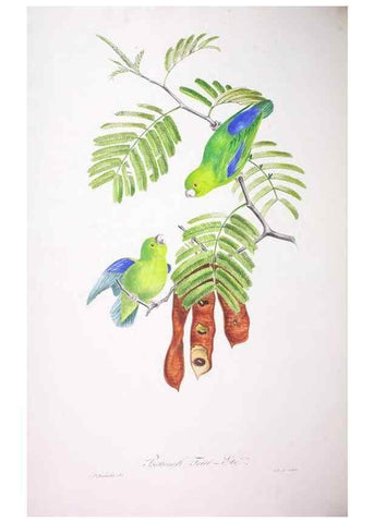 Reproducción/Reproduction 20552662040: Oiseaux brillans du Brésil.. Paris,1834.
